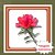 Muda de Azaleia Vermelha – Flores Vibrantes e Ideal para Jardim ou Vaso - Imagem 1
