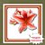 Muda de Azaleia Mesclada Branca com Vermelho – Flores Ornamentais e Cheias de Destaque - Imagem 1