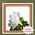 Muda de Azaleia Renda Branca – Arbusto Ornamental Florido e Elegante - Imagem 1