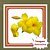 Muda de Alamanda Amarela – Trepadeira Ornamental de Flores Vibrantes - Imagem 1