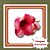 Muda de Alamanda Bordô – Flor Vibrante e Resistente - Imagem 1