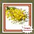 Muda de Chuva de Ouro – Árvore Ornamental de Floração Espetacular - Imagem 1