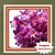 Muda de Ipê Roxo de Rápida Floração – Floresce Precoce e Ornamenta Seu Jardim - Imagem 1
