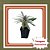 Muda de Palmeira de Madagascar Dypsis lutescens Folhagem Tropical - Imagem 1