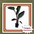 Muda de Philodendron Red Diamond Folhagem Vermelha Ornamental - Imagem 1