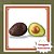 Abacate Avocado Enxertado - Hass - Imagem 1