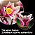 LEGO BOTANICALS GALHOS DE MAGNOLIA - LEGO - Imagem 3