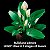 LEGO BOTANICALS LIRIO-DA-PAZ - LEGO - Imagem 4