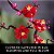 LEGO BOTANICALS - FLOR DE AMEIXEIRA - Imagem 2