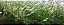 Select 240E - Herbicida Graminicida Pós-Emergente 1 Litro - Imagem 2