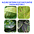 Kit Socorro Vegetal: Recop + Manzate (Doses Fracionadas para Jardinagem) - Imagem 3