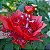 Buquê de 22 Rosas Eternas - Imagem 6