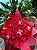 Buquê de 22 Rosas Eternas - Imagem 1
