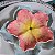 Prato Decorativo Flor Rosa em Cerâmica 14 x 13 cm - Imagem 4