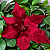 Flor Poinsettia em Veludo Vermelho com Glitter - Imagem 1