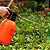 Pulverizador Borrifador Spray Para Jardinagem Multiuso 2 Litros - Imagem 4