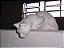 GATO XERETA - 1130 - Imagem 1