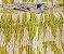 Cropped Branco e Verde Franzido - YoBoh! - Tam: 12 anos - Imagem 2
