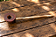 Cachimbo Nó de Pinho Polido - Imagem 2