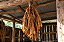 Folha de Tabaco Burley — Unidade - Imagem 1