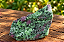 Rubi em Zoisita Natural (Anyolita) - Imagem 1
