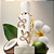 Perfume Veneno Bianco - Feminino - French Avenue - Imagem 2