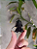 Chaveiro Mini Darth Vader Baby Star Wars - Geek / Nerd Premium - Imagem 2