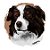 Camiseta Border Collie - Imagem 2