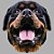 Camiseta Rottweiler - Imagem 8