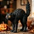 Gato Preto Assustado de Halloween - Imagem 3