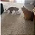 Brinquedo Interativo para Gatos – Bolinha na Rosca - Imagem 3