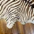 Tapete e couro Zebra Serigrafado 2,05x2,35 - Imagem 3