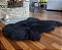 Pelego Natural de Ovelha Premium Preto - Imagem 6
