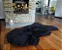 Pelego Natural de Ovelha Premium Preto - Imagem 2