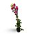 Bougainville - Imagem 1