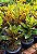 Croton Petra - Imagem 1