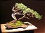 Bonsai na Pedra - Imagem 1