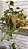 Cesta Fruteira Taboa Natural Redondo 30x30x18 - Imagem 5