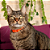 Cat Collar Laranja | Coleira para gato - Imagem 4