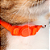 Cat Collar Laranja | Coleira para gato - Imagem 2