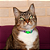 Cat Collar Garras | Coleira para gato - Imagem 4