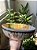 Tigela/ Bowl Gatinho e cores Grande - Imagem 3