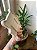 Plaquinha A louca das plantas - Imagem 2
