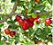 Aguardente de Acerola 250ml - Imagem 3