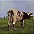LP Pink Floyd – Atom Heart Mother - Imagem 1