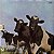 LP Pink Floyd – Atom Heart Mother - Imagem 2