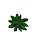 Suculenta Verde Folha Escuro - Imagem 2