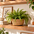 Cesto Decorativo Pequeno em Fibra Natural 28 cm para Decoração e Organização - Imagem 3