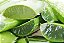 Folha De Babosa (grossa) Aloe Vera/ Barbadensis Miller 1 Kg - Imagem 2