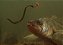 300 Minhoca de Pesca Viva Gigante Africana - Imagem 2